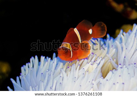 Red Goldenflake maroon Clownfish in relationship with white Sabae Anemone 
