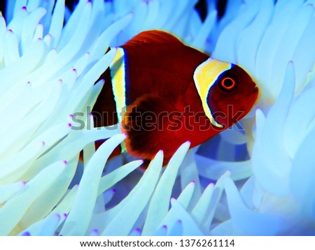 Red Goldenflake maroon Clownfish in relationship with white Sabae Anemone 