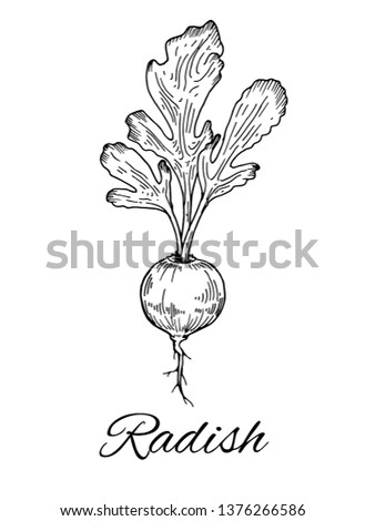 Ink Radish hand drawn sketch. Retro botanical art. Organic food, eco sketch. Stylish monochrome black and white sketch. Vector illustration isolated on white background Royalty-Free Stock Photo #1376266586
