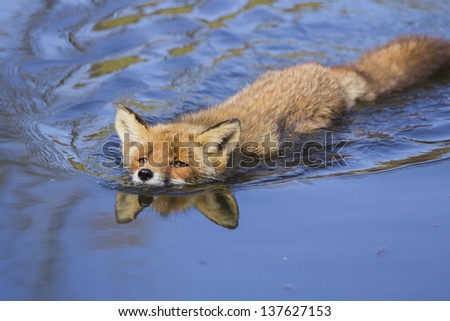 Swimming Red Fox in the Water With Partial Reflection