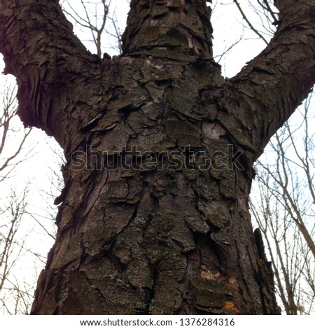 Macro photo of an old tree. A tree in the form of a man. Tree in the shape of a human body on gray sky background