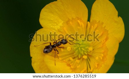 The ant in the yellow flower
