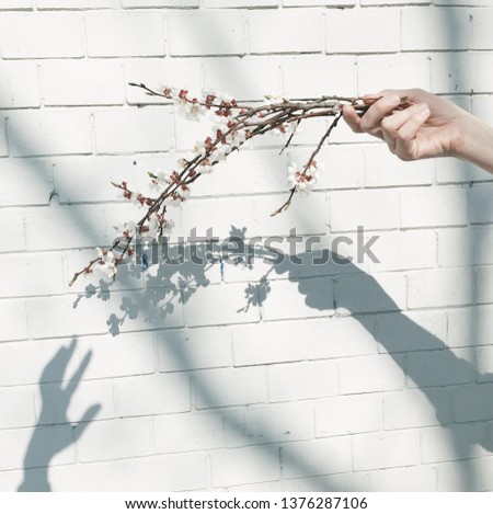 Female hand holding blossoming apricot twigs on the white wall background. Shadows from two hands and flowering branches 