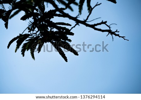 Silhouette of the leaf in the sky