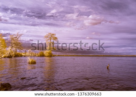 Lake Drummond in Virginia photographed in infrared, producing a surreal fantasy look