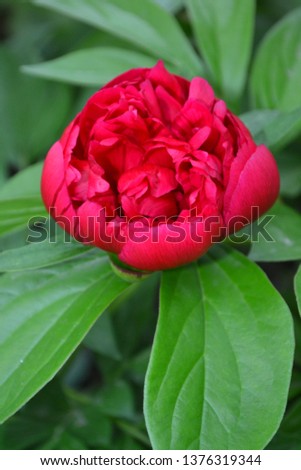 Gardening Home garden, flower bed. Green leaves. Flower Peony. Paeonia, herbaceous perennials and deciduous shrubs. Red flowers