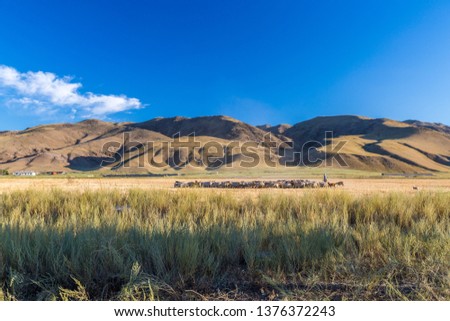 a herd of horses with the drovers on horseback in the steppes of Kazakhstan