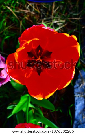 Enhanced spring orange and yellow tulip