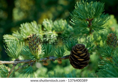 European larch foliage and cones emerging in spring Royalty-Free Stock Photo #1376400389