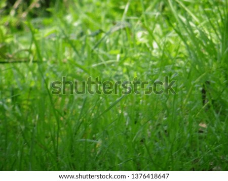 abstract green flower blurred Royalty-Free Stock Photo #1376418647