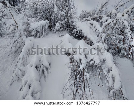 Beautiful winter landscapes with mountains and snow-laden trees in the village of Parva, Romania, Transylvania