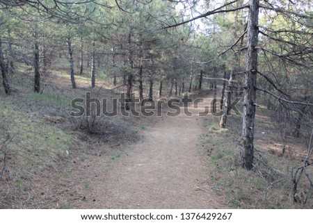 A path in the forest