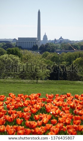 Washington DC Skyline and Tulips in Foreground                      