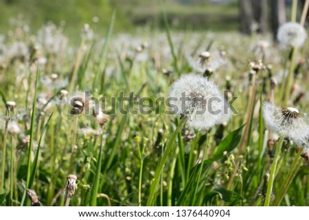 Dandelion with head full of seeds