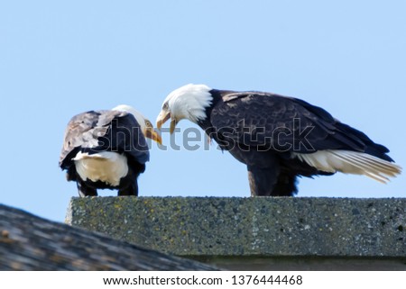 Pair of Bald Eagles perched on rooftop squawking photo series. 