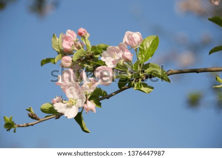 blooming branch of apple tree in spring 