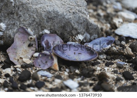 Beautiful clams on beach - closeup on seaweed