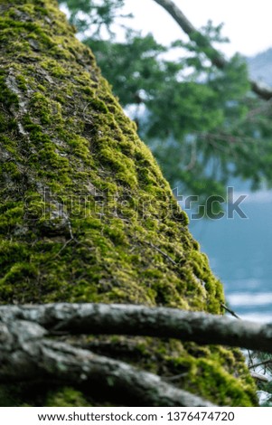 An old bent over mossy tree near the water in a tropical environment