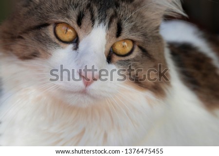Close of a fluffy cat with yellow eyes