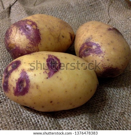 Macro Photograph of a vegetable potato. Fruits vegetables potatoes lie in rows. Tubers of potatoes with pink spots. The product is a white potato variety vegetable.