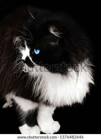 Fluffy black and white cat on black background.