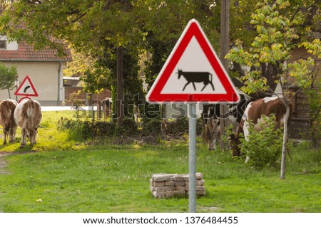 Cows on the road.Domestic animal