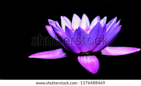 Purple lotus that is blooming on a black background