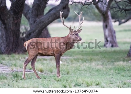 Red deer rut season, La Pampa, Argentina