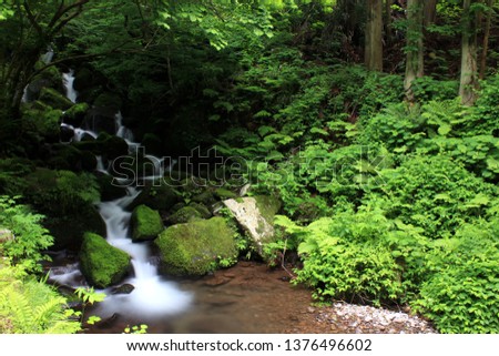 Waterfall and tender green in japan