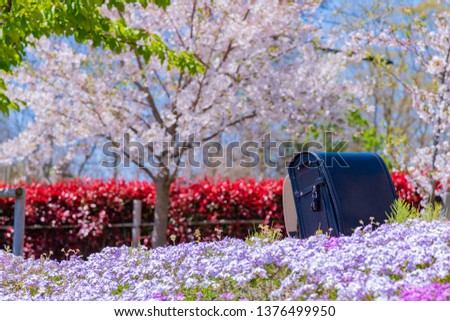 satchel and cherry blossom
