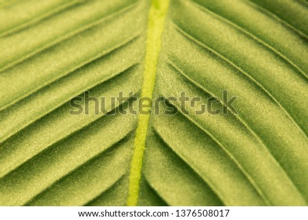 Closeup detail nature of green leaf background in garden. greenery fresh. green leaf design background.