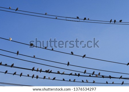 The birds of the wire