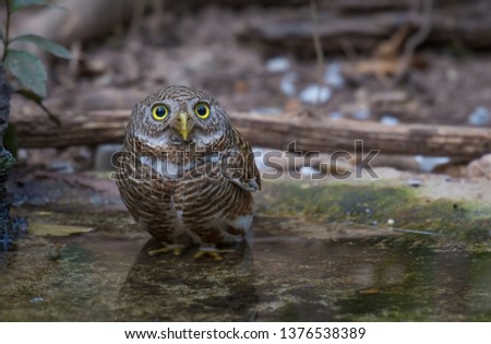 Asian Barred Owlet In the water in nature.