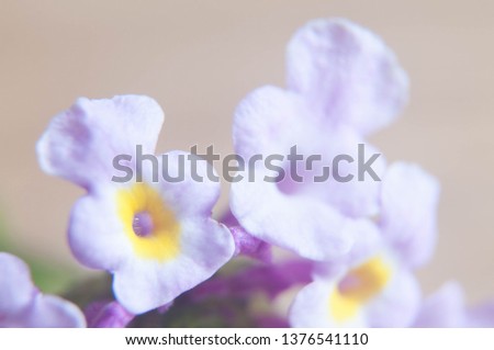 purple wildflower with pastel tone background