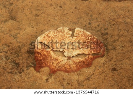 Fossilized Sand Dollar