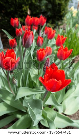 Red Tulips in garden - image