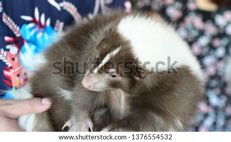 Adorable Pet skunk