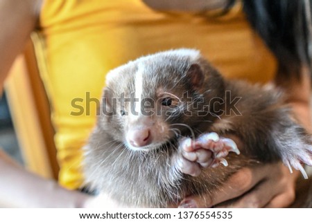 Adorable Pet skunk