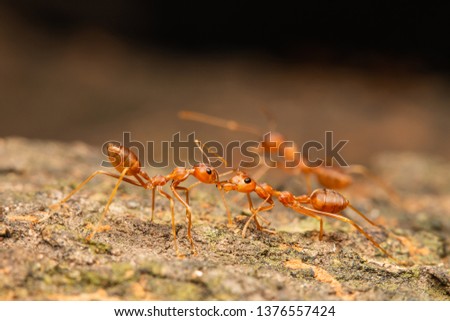 liquid food exchange(trophallaxis) in weaver ants/oecophylla smaragdina