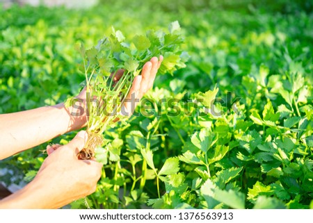 Hand of farmer holding Celery Hydroponics vegetable in famrland. Royalty-Free Stock Photo #1376563913
