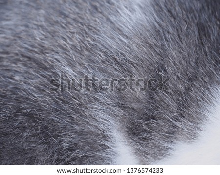 gray and white fur animal background use for wallpaper, design, fashion, copy-space and idea