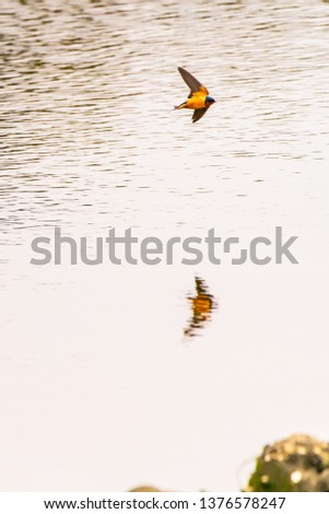 Swallows over the water