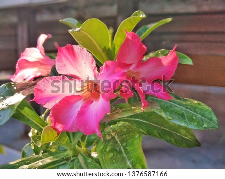 Pink Bignonia flowers or Adenium flowers, Adenium multiflorum, pink desert flowers in gardens with blurry green leaves
