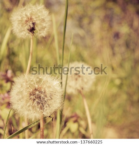 Closeup of dandelion outdoors Royalty-Free Stock Photo #137660225