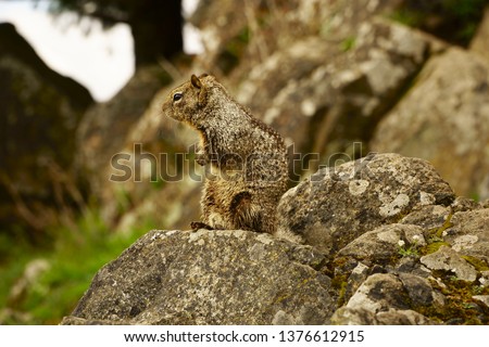 bushy squirell on rock