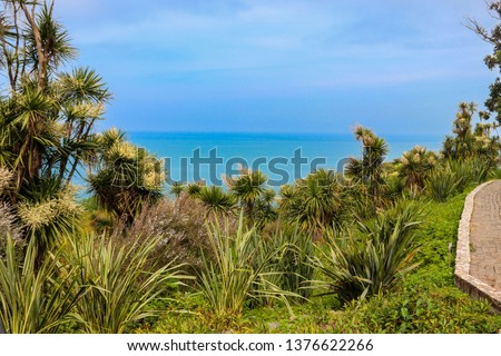 Blooming Cordyline australis trees (cabbage tree, cabbage-palm) on a background of the Black sea in Batumi botanical garden, Georgia Royalty-Free Stock Photo #1376622266