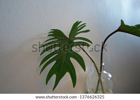 Green indoor plant jar decorated in white room