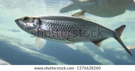 Silver Atlantic herring fish swimming in clear sea water Royalty-Free Stock Photo #1376628260