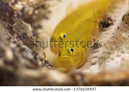 Lemon gobies  (Lubricogobius exiguus).  Underwater macro photography from Anilao, Philippines