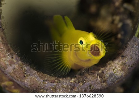 Lemon gobies  (Lubricogobius exiguus).  Underwater macro photography from Anilao, Philippines
